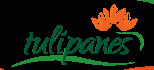 tulipanes